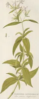 An illustration from (Centuria IV.) (1791)
