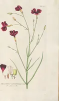 Picture 24 of 56 from (Centuria IV.) (1791), leaf 197