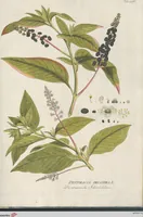 Picture 25 of 56 from (Centuria IV.) (1791), leaf 219