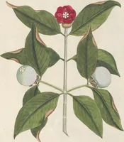 Picture 26 of 56 from (Centuria IV.) (1791), leaf 225