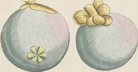 Picture 27 of 56 from (Centuria IV.) (1791), leaf 225