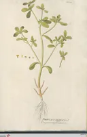 Picture 28 of 56 from (Centuria IV.) (1791), leaf 227