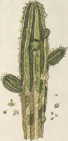 An illustration from (Centuria IV.) (1791)