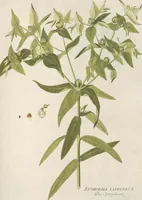 An illustration from (Centuria IV.) (1791)