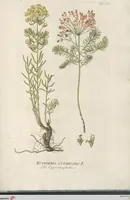 Picture 31 of 56 from (Centuria IV.) (1791), leaf 239