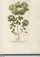 Picture 33 of 56 from (Centuria IV.) (1791), leaf 243