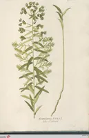 Picture 34 of 56 from (Centuria IV.) (1791), leaf 245