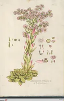 Picture 35 of 56 from (Centuria IV.) (1791), leaf 249