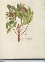 An illustration from (Centuria IV.) (1791)