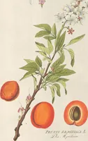 Picture 42 of 56 from (Centuria IV.) (1791), leaf 275
