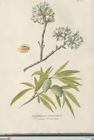 Picture 43 of 56 from (Centuria IV.) (1791), leaf 277