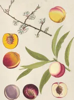 Picture 44 of 56 from (Centuria IV.) (1791), leaf 279