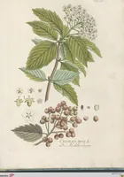 An illustration from (Centuria IV.) (1791)