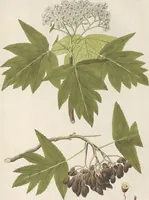An illustration from (Centuria IV.) (1791)