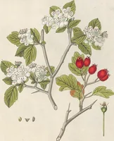 An illustration from (Centuria IV.) (1791)