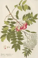 Picture 49 of 56 from (Centuria IV.) (1791), leaf 289