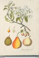 Picture 53 of 56 from (Centuria IV.) (1791), leaf 297