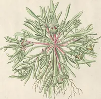 Picture 55 of 56 from (Centuria IV.) (1791), leaf 303