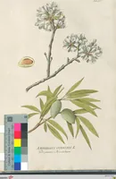 Picture 56 of 56 from (Centuria IV.) (1791), leaf 313