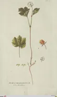 Picture 5 of 38 from (Centuria V.) (1792), leaf 101