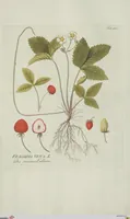Picture 6 of 38 from (Centuria V.) (1792), leaf 104