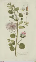 An illustration from (Centuria V.) (1792)