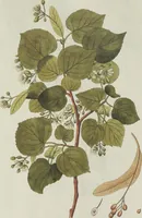 An illustration from (Centuria V.) (1792)