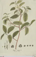 An illustration from (Centuria V.) (1792)
