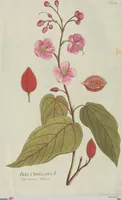 An illustration from (Centuria V.) (1792)
