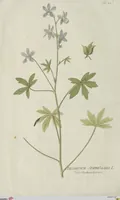 An illustration from (Centuria V.) (1792)