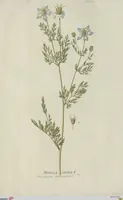 Picture 19 of 38 from (Centuria V.) (1792), leaf 132
