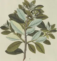 An illustration from (Centuria V.) (1792)