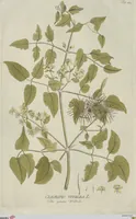 Picture 21 of 38 from (Centuria V.) (1792), leaf 136