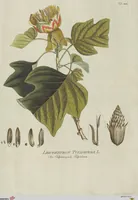 Picture 22 of 38 from (Centuria V.) (1792), leaf 138