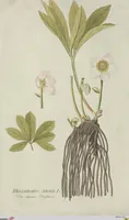 Picture 23 of 38 from (Centuria V.) (1792), leaf 140