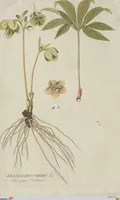 Picture 24 of 38 from (Centuria V.) (1792), leaf 141