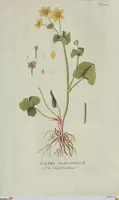 Picture 25 of 38 from (Centuria V.) (1792), leaf 147