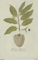 Picture 27 of 38 from (Centuria V.) (1792), leaf 158