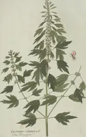 An illustration from (Centuria V.) (1792)
