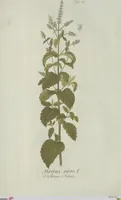 An illustration from (Centuria V.) (1792)