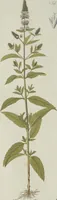 An illustration from (Centuria V.) (1792)