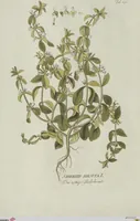 An illustration from (Centuria V.) (1792)