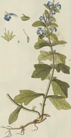 An illustration from (Centuria V.) (1792)