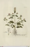 Picture 34 of 38 from (Centuria V.) (1792), leaf 190