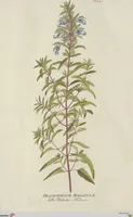 Picture 35 of 38 from (Centuria V.) (1792), leaf 191