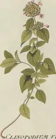 Picture 36 of 38 from (Centuria V.) (1792), leaf 196