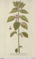 Picture 37 of 38 from (Centuria V.) (1792), leaf 197