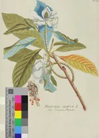 Picture 38 of 38 from (Centuria V.) (1792), leaf 203