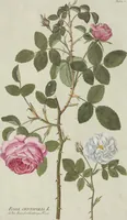 Picture 1 of 38 from (Centuria V.) (1792), leaf 94