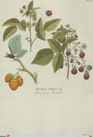 Picture 3 of 38 from (Centuria V.) (1792), leaf 99